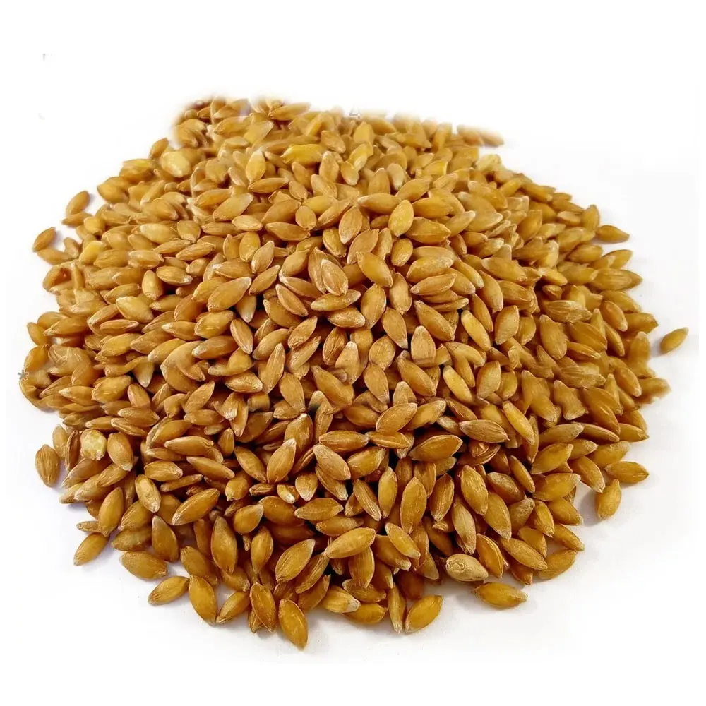 Durum Wheat Hard Grain Whole Sale Prices Cheap Price Wholesale Organic for in Bulk
