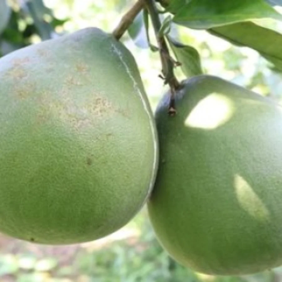 Grapefruit Green Fresh Fruit From Vietnam /  Wholesale Organic Fruit From Vietnam