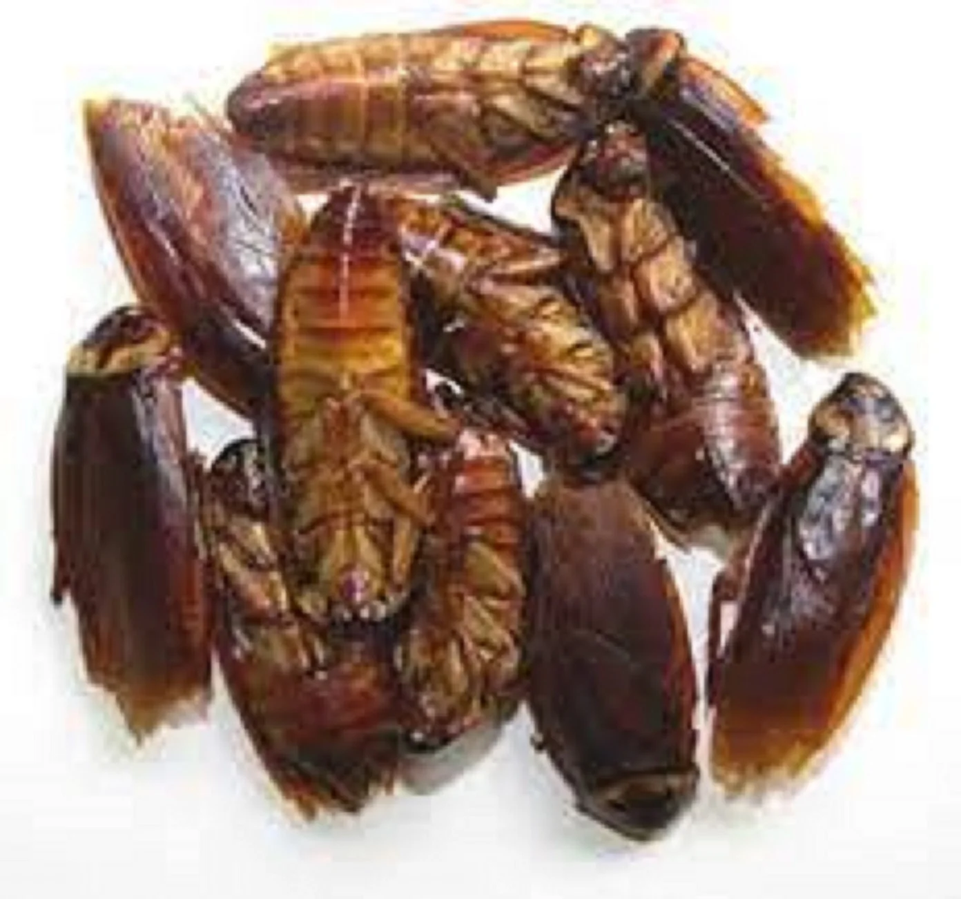 Wholesale Natural Food Grade 100% Pure Mealworm Meal Insect Animal Feed Dried Dubia Cockroach at Cheap Price
