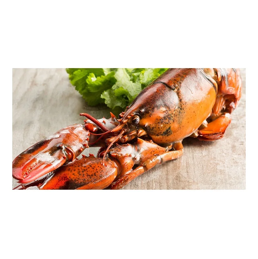 Fresh cheapest Live Canadian Lobsters / Frozen Lobster Tails