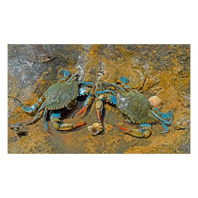 In high quality Blue swimwear Crab body and leg meat frozen seafood meat frozen