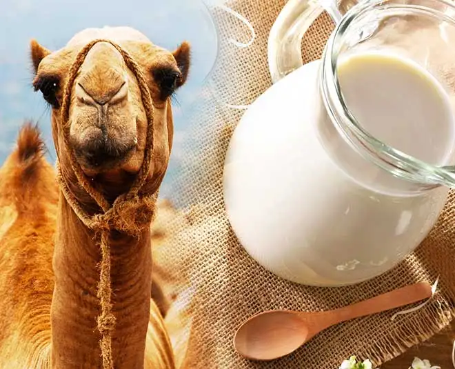 pure camel milk in powder