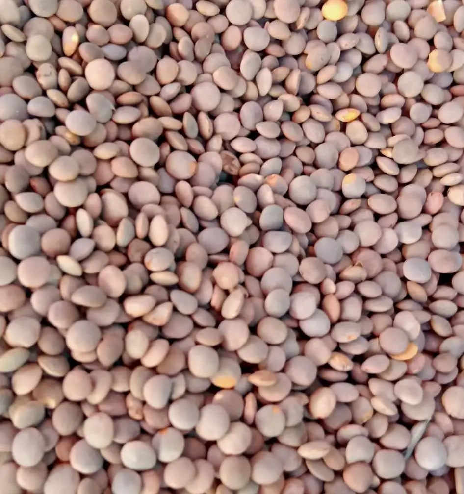 Hot Sale Lentils Beans with Low Price of sabut masoor Lentils supplier from pakistan