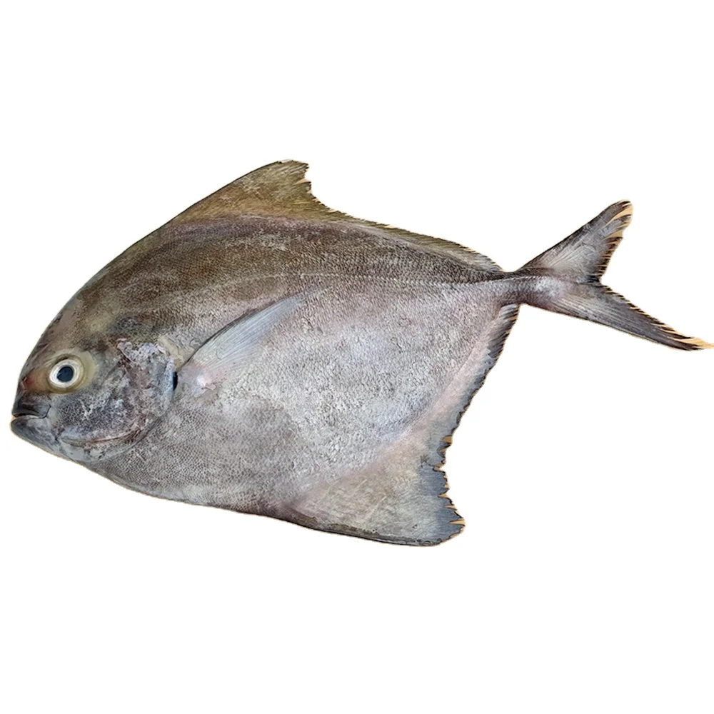 Competitive Price Black Pomfret - Seafood Exporter From Vietnam