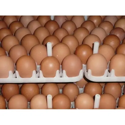 Organic Brown / White Fresh Chicken Table Eggs