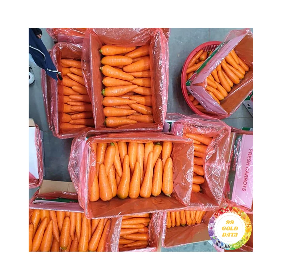 Vietnam carrot best quality and good price new crop for wholesale From 99 Gold Data Top Supplier 20 Years Experience