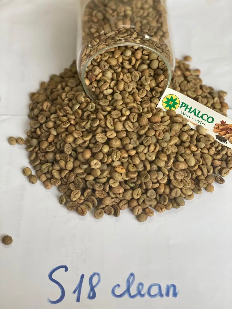 Зеленые кофейные зерна Robusta по заводской цене от Phalco vietnam 0084339966582