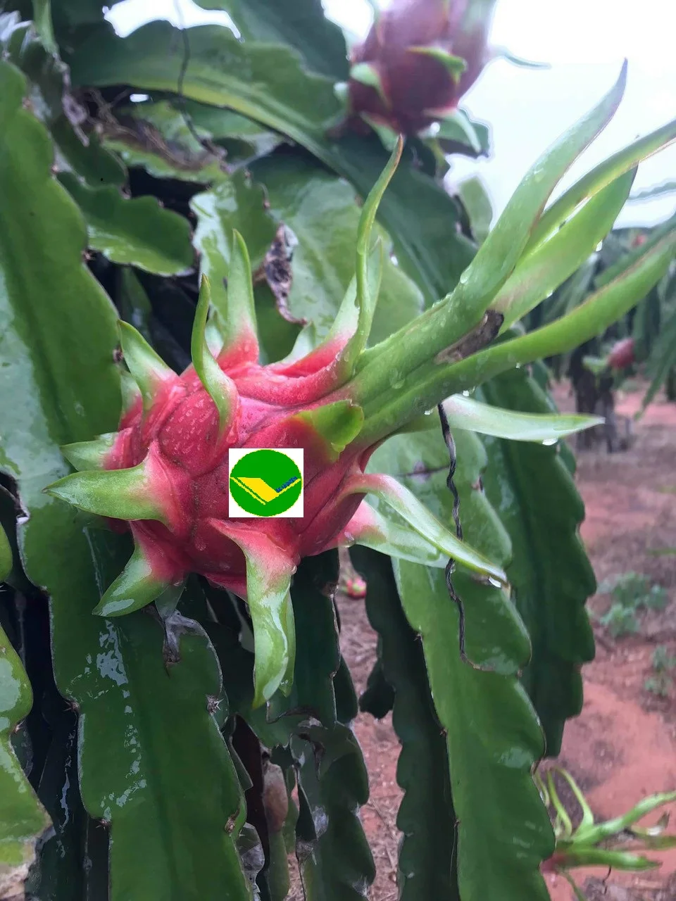 Fresh Dragon Fruit from Vietnamese Supplier Dragon fruit Vietnam with the Most Competitive Price (+84983028718)