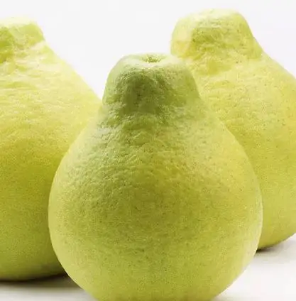 new crop top quality fresh white grapefruit