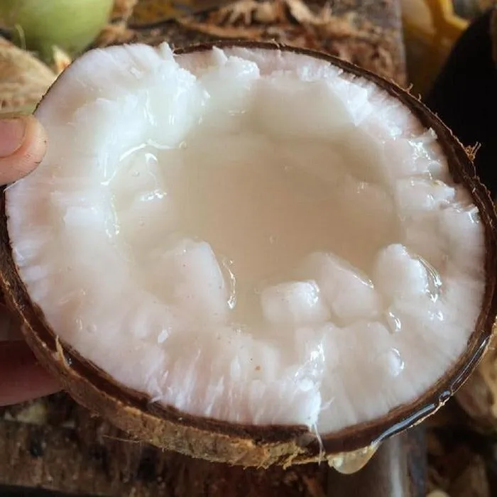 Wholesale Good quality Good Price MAKAPUNO COCONUT from Viet Nam
