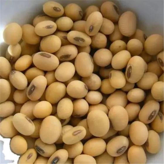 Non-GMO High Grade Natural Bulk Dried Red Kidney Beans