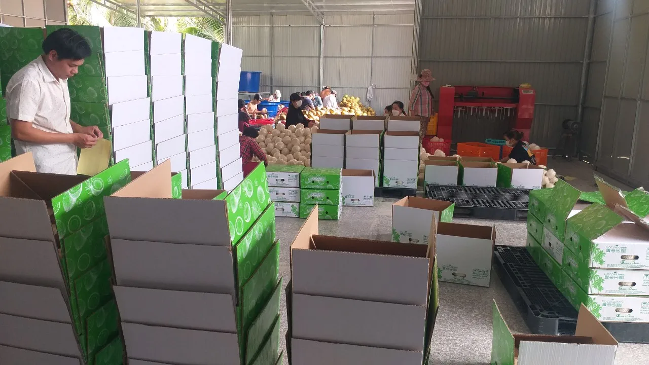 Vietnamese Competitive Price Ready To Drink Easy To Open Polished Coconut Water With Plastic Straw Organic Agricultural Product