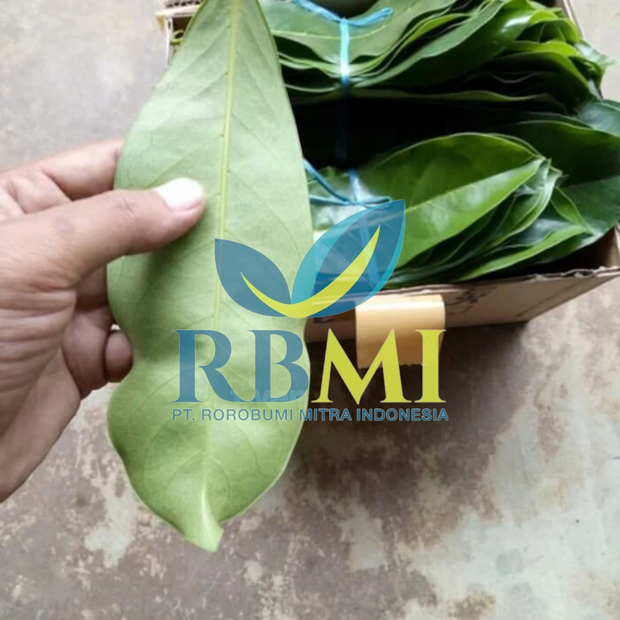 premium quality soursop leaves FROM Indonesia with COMPETITIVE PRICE