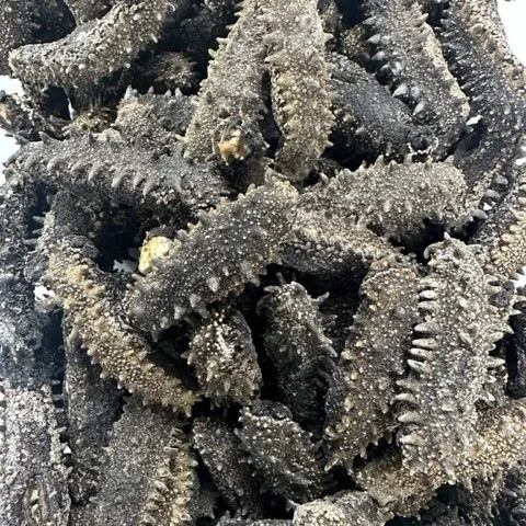 good quality Sea Cucumber
