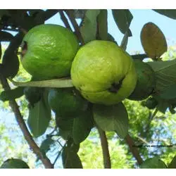 Fresh guava Fruit From Producers Of Vegetables High Quality Green Fresh Fruit guava Sweet Wholesale Price