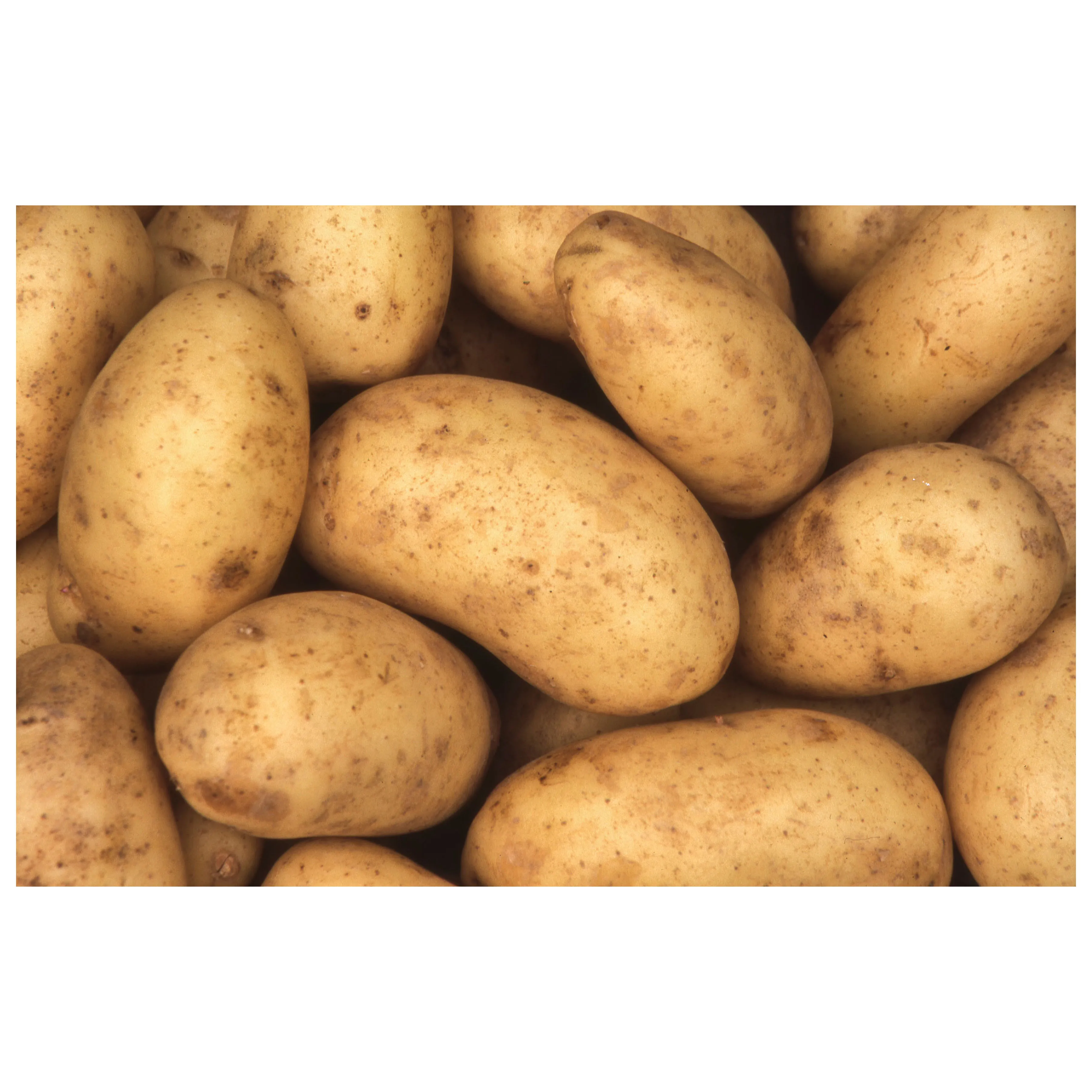 Cheap Price Supplier Fresh Vegetable Organic Cultivation Fresh Potatoes At Wholesale Price With Fast Shipping
