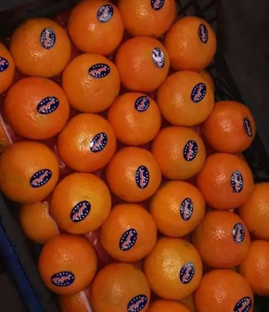 Fresh Citrus fruits/  high Sweet  mandarin (Fremont- Murcet-Clementine ) origin Egypt with high quality with Iso