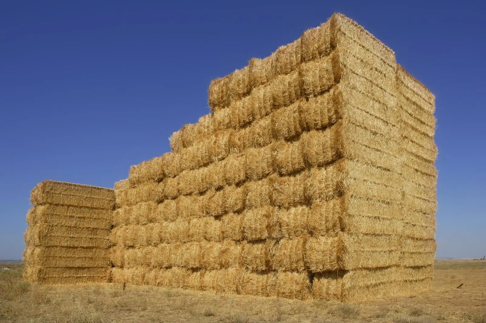Alfafa Hay Animal Feeding Stuff Alfalfa, hay/alfalfa hay pellets Timothy Hay/ Alfafa in Bales Best Super Top Quality