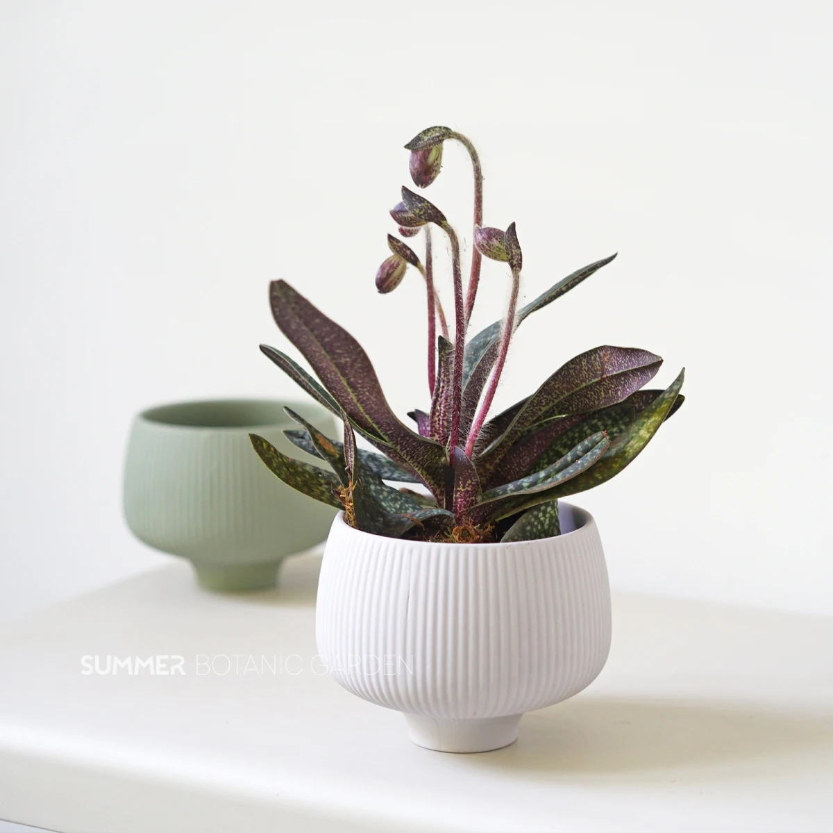 Vaas Vas Bloempot Saksi Maceta Bunga Fleur Wholesale Nordic Indoor Orchid Garden Porcelain & Ceramic Flower Plant Pot & Planters