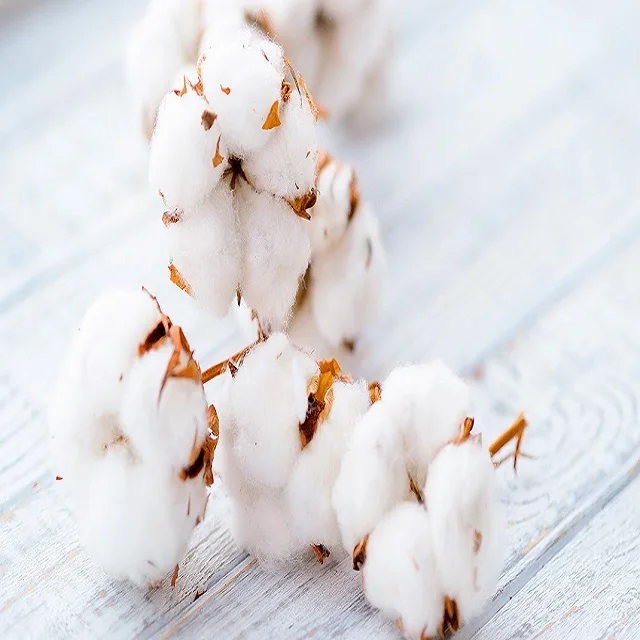 Organic Raw Cotton Raw White Bales Yarn Organic Raw Cotton Fabric Bales 100% Cotton Kapok Fiber For Textile