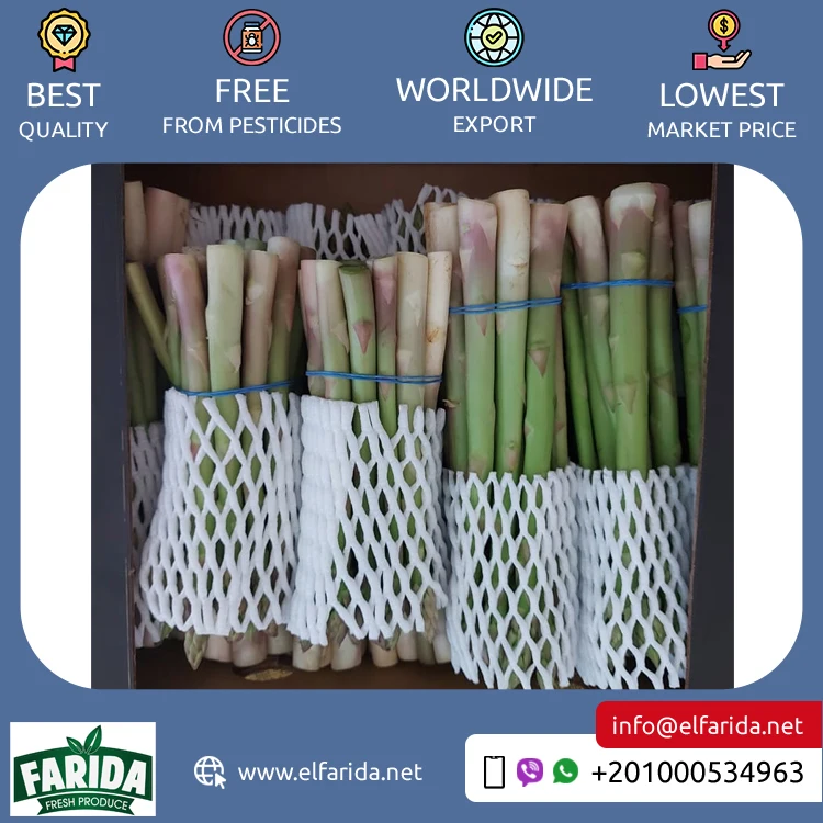 Supplier and Exporter of Hot Selling Premium Quality 100% Natural Green Fresh Vegetables Asparagus from Egypt at Bulk Price