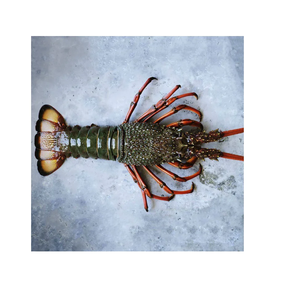 Wholesale Dealer Of Cheapest Price Frozen whole spiny lobster