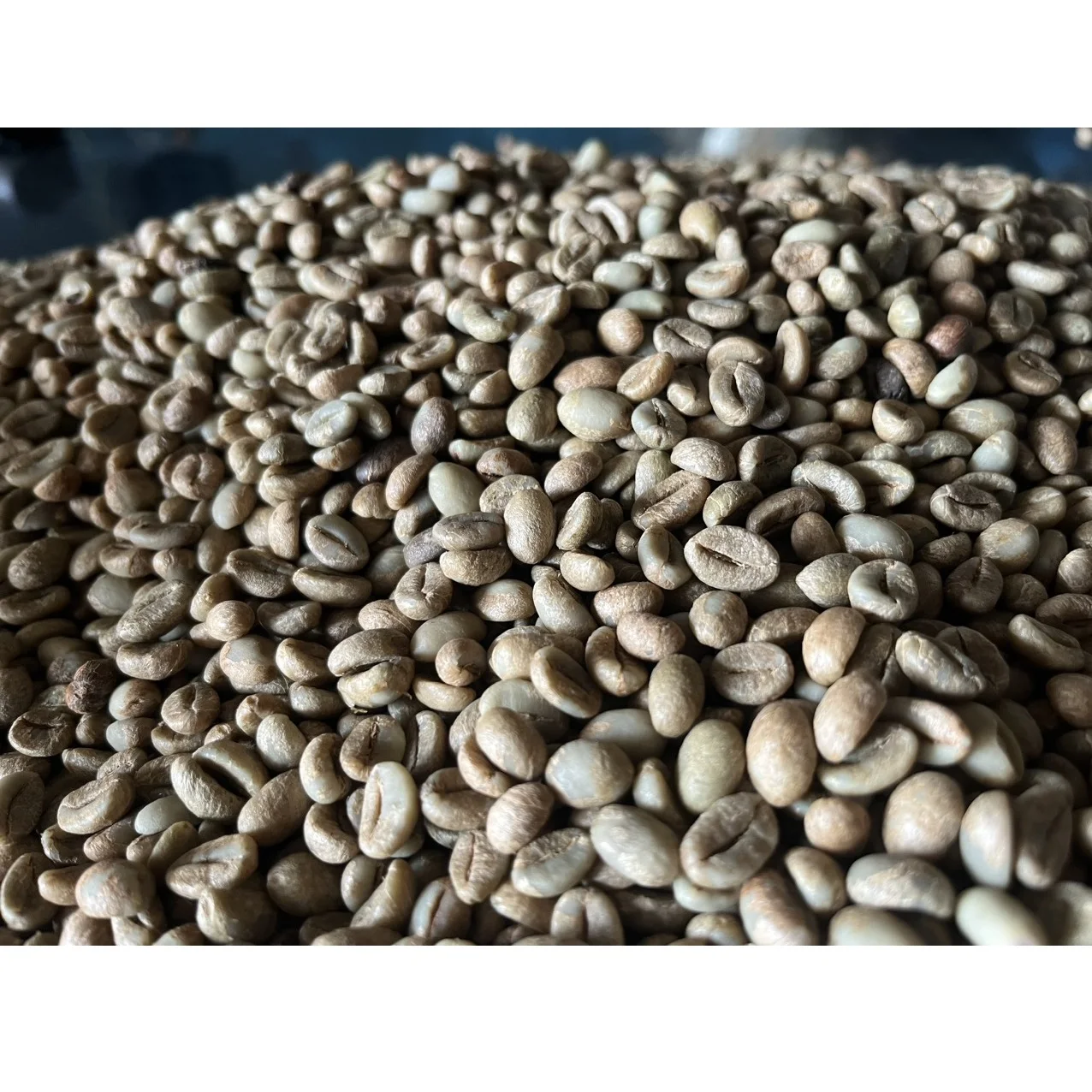 Vietnamese Robusta Fruity Smooth Balanced Harmonious COMMON Cultivation Type Agriculture Green Coffee Beans