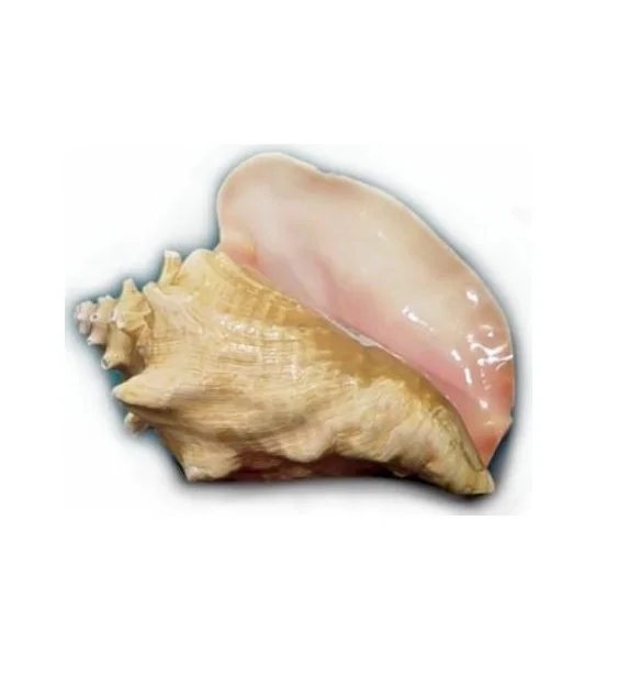 «Экономьте на замороженных морепродуктах: моллюски премиум-класса доступны сейчас по сниженным ценам для всех ваших кулинарных творений»