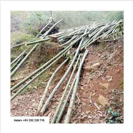 HIGH TREATED BAMBOO for BUILDING FENCE - VIETNAM DURABLE CHEAPEST PRICE CONSTRUCTION/GARDENING and PLANT SUPPORTER