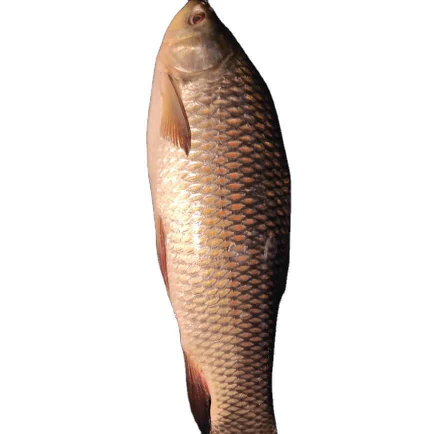 Frozen Rohu fish individual frozen  good quality from Myanmar Origin