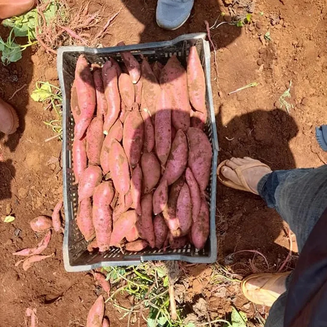 USD 0,95/MT FOB HCMC для свежего фиолетового сладкого картофеля с вьетнамской фермы, специализированный экспорт