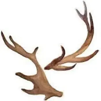 Red Deer Antlers
