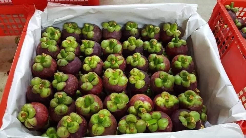 Высококачественный свежий мангостин из Таиланда 100% натуральный высококачественный свежий мангостин с лучшим вкусом