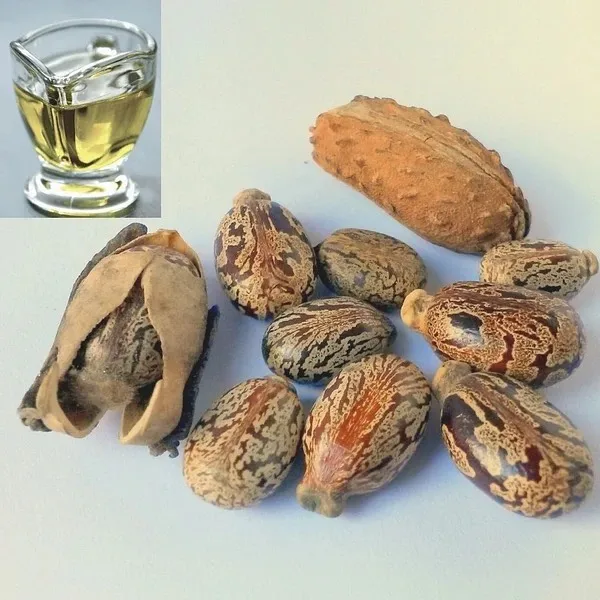 Wholesale Supply High Quality CASTOR OIL Available For Sale