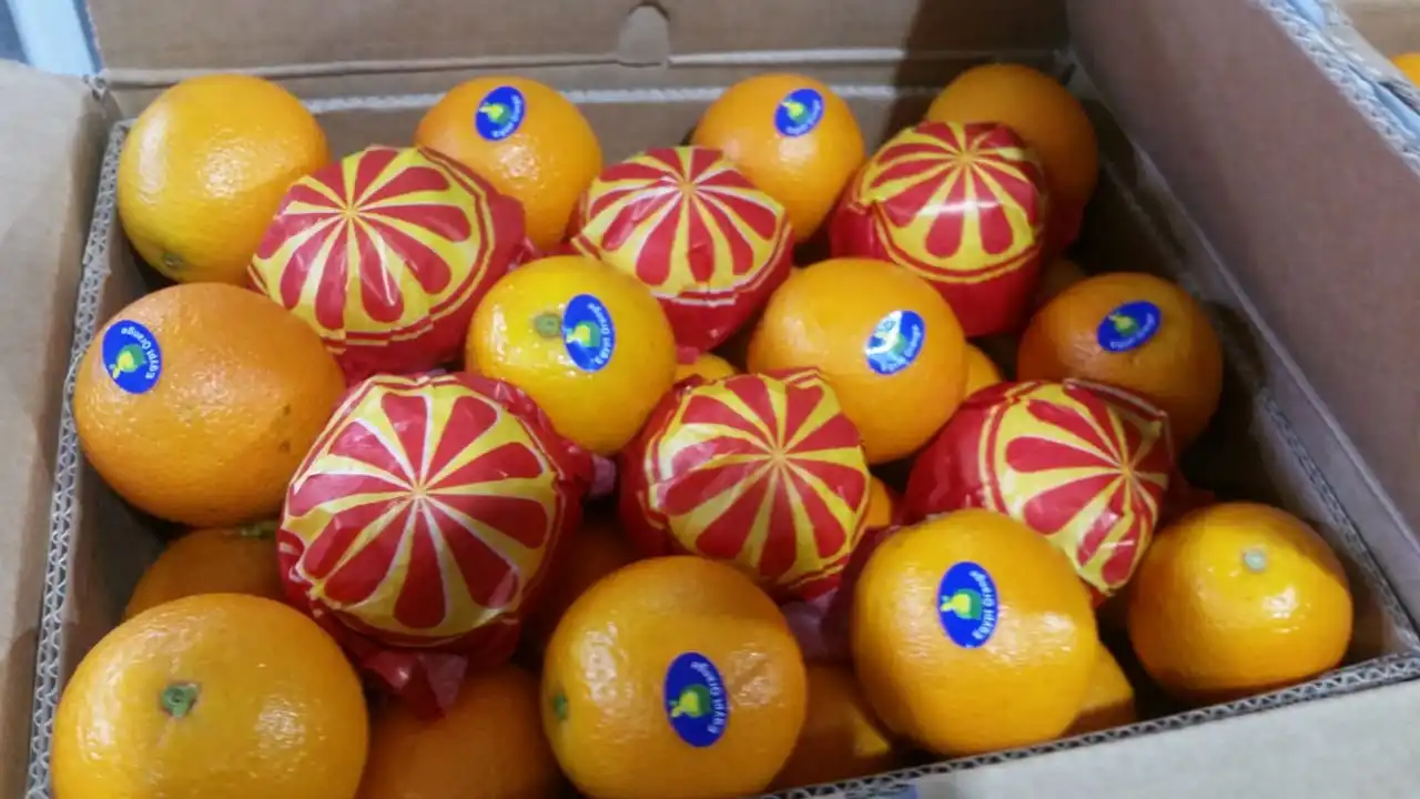 Egyptian navel Orange to India