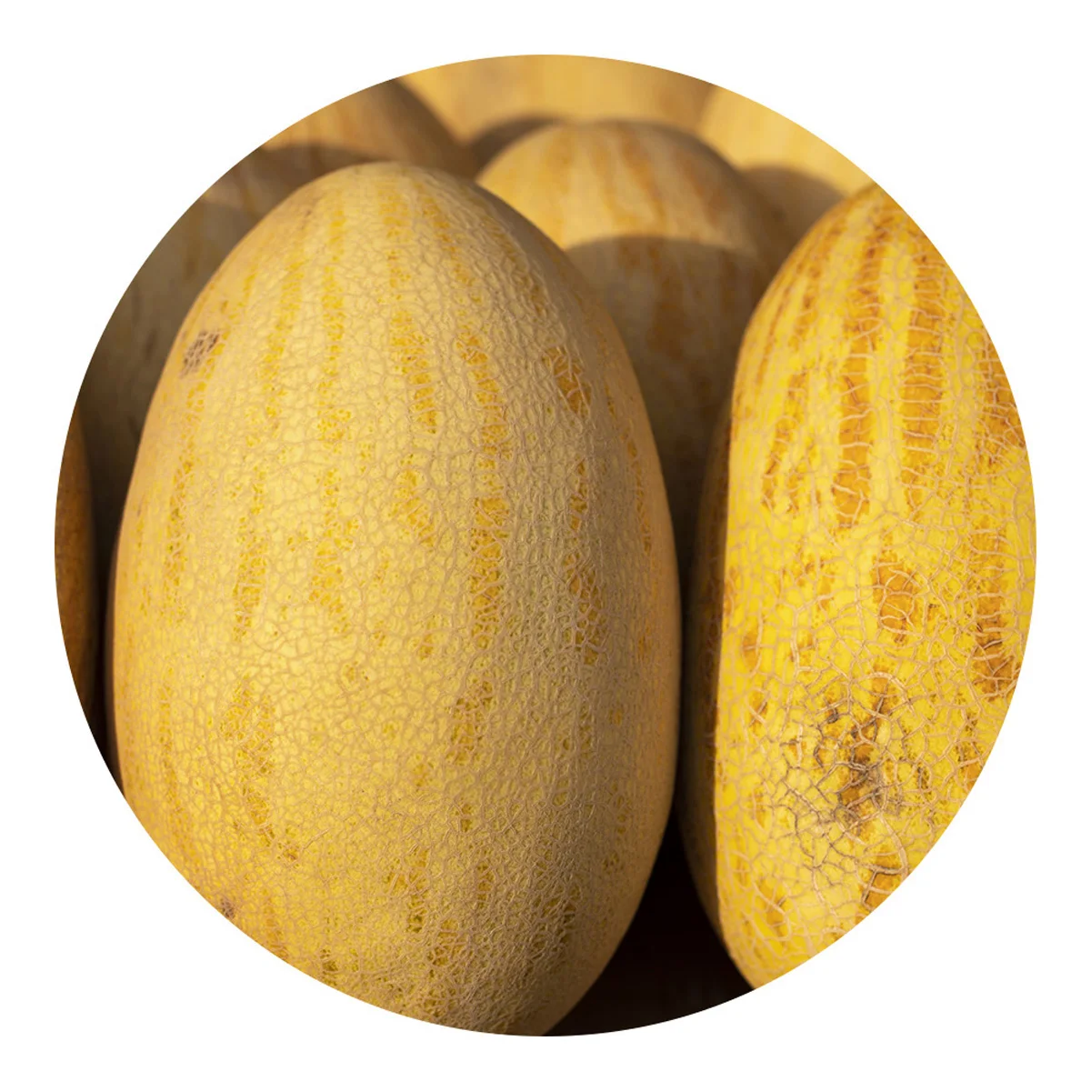 Grown melon from Uzbekistan fast delivery wholesale low price