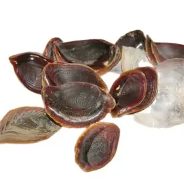 Bulk Supply High Quality Operculum Shells Cheap Supply | Operculum Murex Snail Dried Shell Operculum For Discounted Price