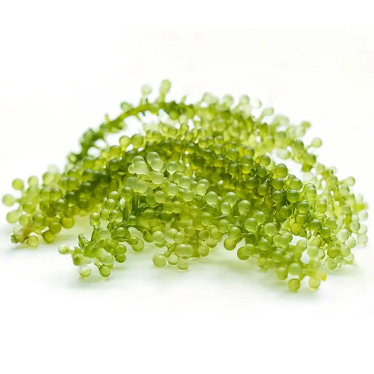 The Finest Grape Seaweed/ Sea Grapes in Bag, Ready to Export From Vietnam