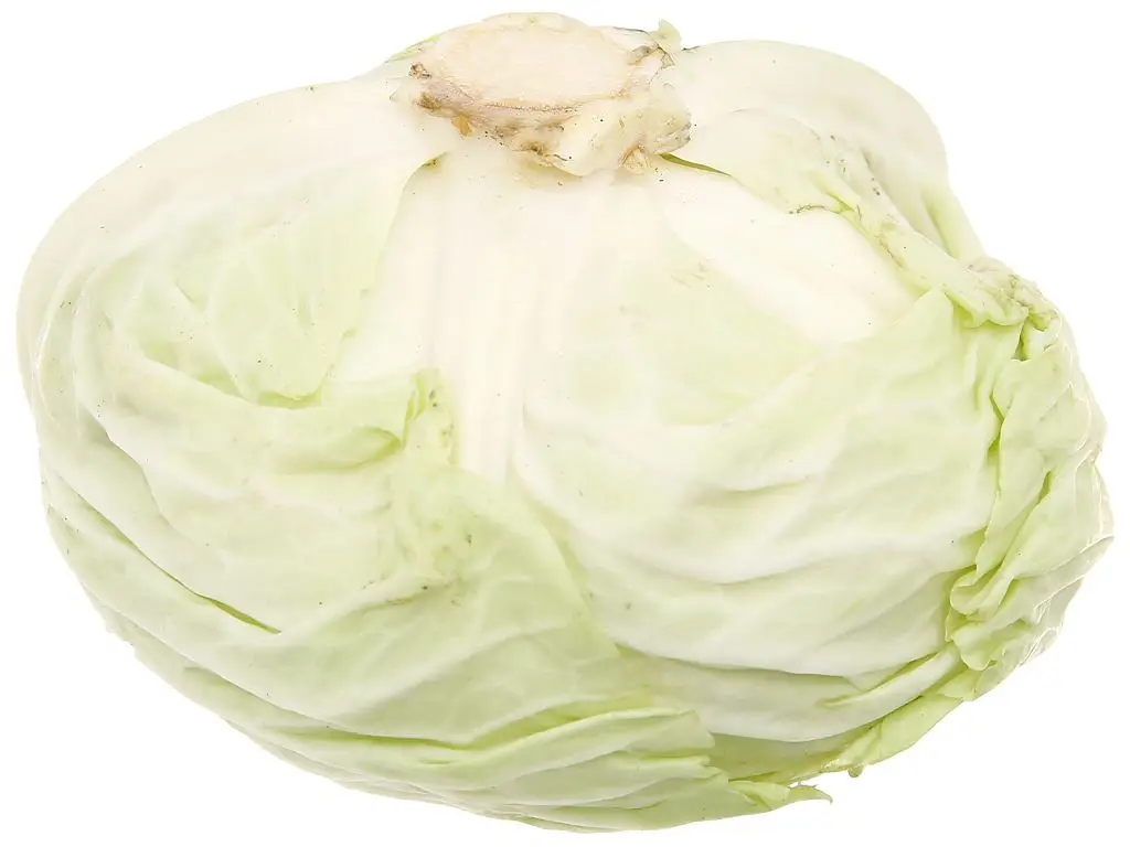 High Quality Vietnam Fresh Cabbage Bag Mesh Style Time Global GAP Package Weight Origin Type Year Supply Product Place Model