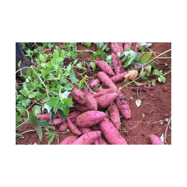 Конкурентоспособная цена, Вьетнам, сладкий картофель, новый сезон сбора урожая, свежий, Индивидуальный размер, оранжевый, высшее качество, бестселлер, оптовая продажа