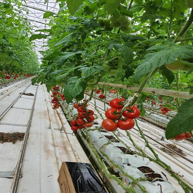 Wholesale Fresh Beef Tomatoes, Cherry Tomatoes, Fresh Plum Tomatoes 2024 New Harvest