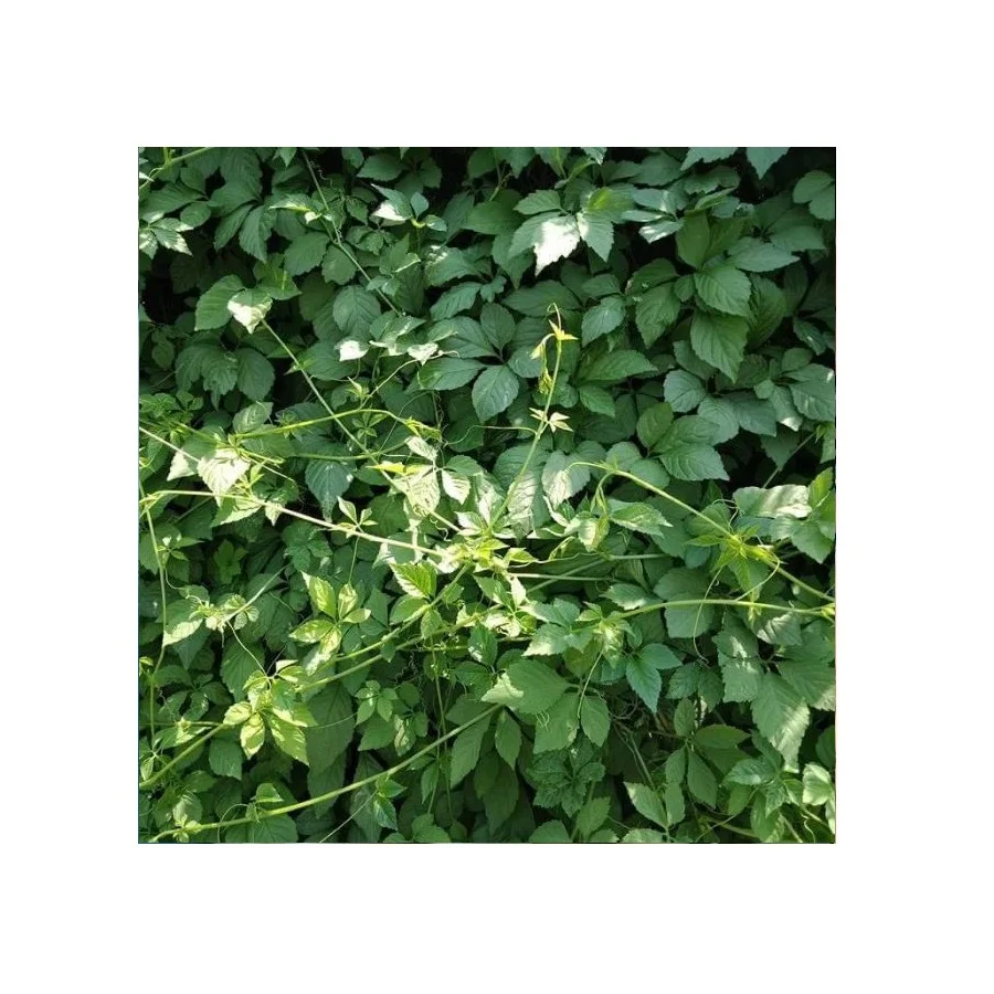 Gynostemma Jiaogulan Tea Miracle Grass Premium Quality Organic Tea 100% Natural Picked from Thailand Farms