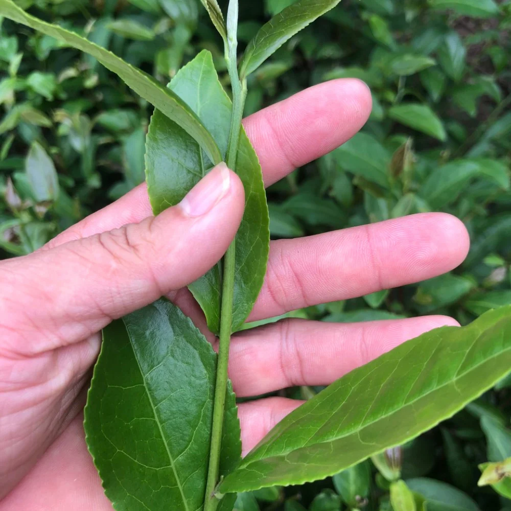 Wholesale tea leaves new drop high quality taste tea Healthy Green tea from Vietnam