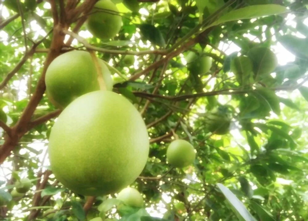 Pomelo Manufacture- Top 1 Fruit Exporter- V.A.F Vietnamese Agriculture Food Company