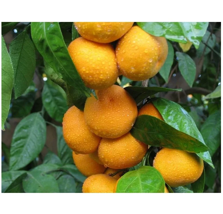 New Crop %100 Organic Mandarin Class A Mandarine Premium Quality, juicy Tangerine - MONDOL