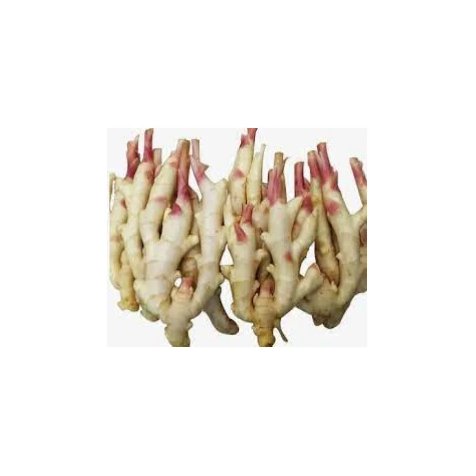 Finest Grade Of Fresh Ginger RL Supply Brand Quality Product From Thailand Manufacture Export Large Market