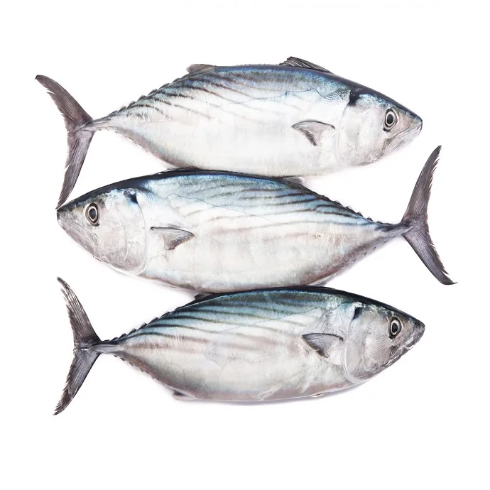 N.W. / Glazing 100%NW, 95%NW Skip Jack Tuna Fish for Sale Frozen Bigeye Tuna for BBQ Tuna
