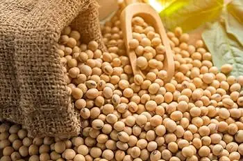 High Quality Non GMO Yellow Soybeans - Soybeans /Soya Bean (8.0mm) with High Quality Non Gmo High Quality Non GMO Yellow Soybean