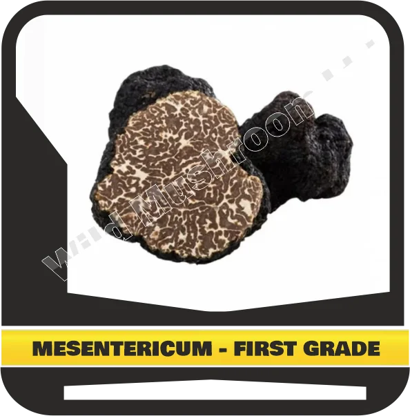 FRESH BLACK TUBER MESENTERICUM - FIRST GRADE