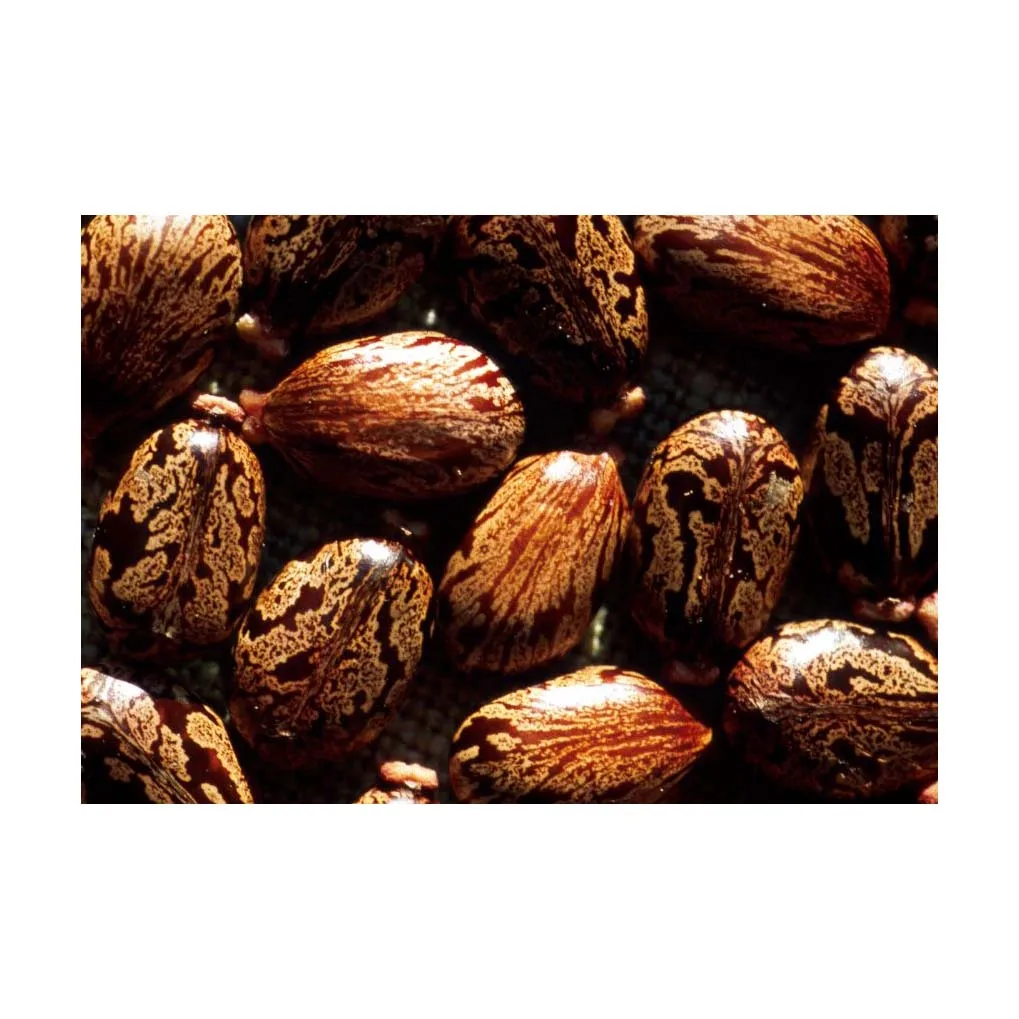High Quality Castor Seeds / Cheap High Quality Natural Castor SEEDS